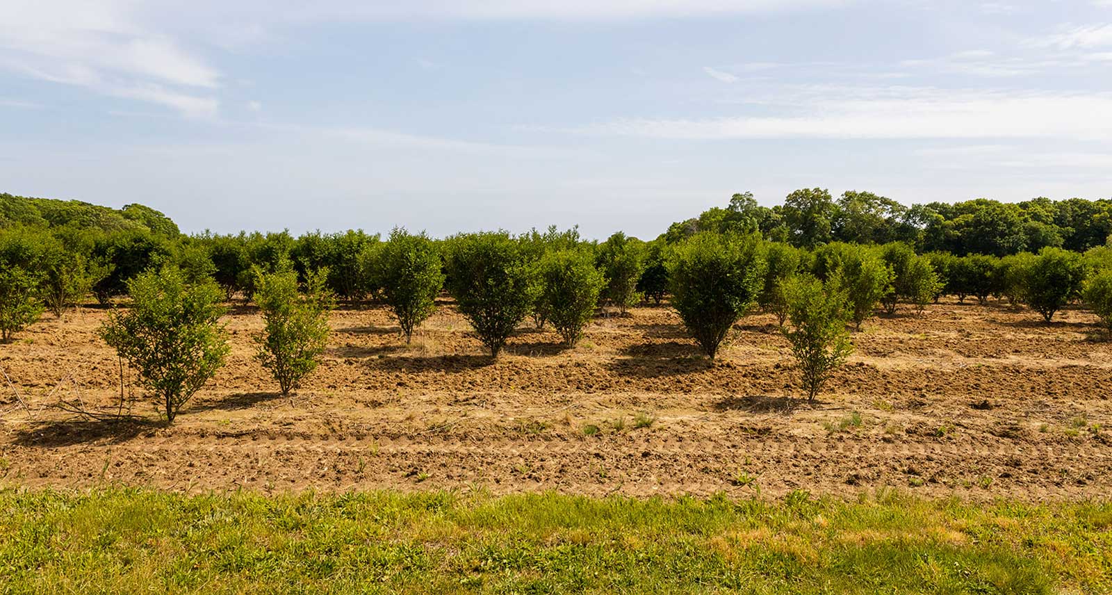 watermill hamptons agricultural farm reserve