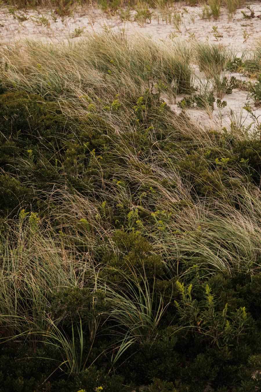 natural beach grasses on hamptons dunes