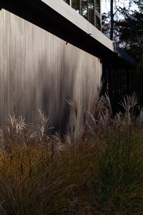 Beach Grass on black cedar long island modern home