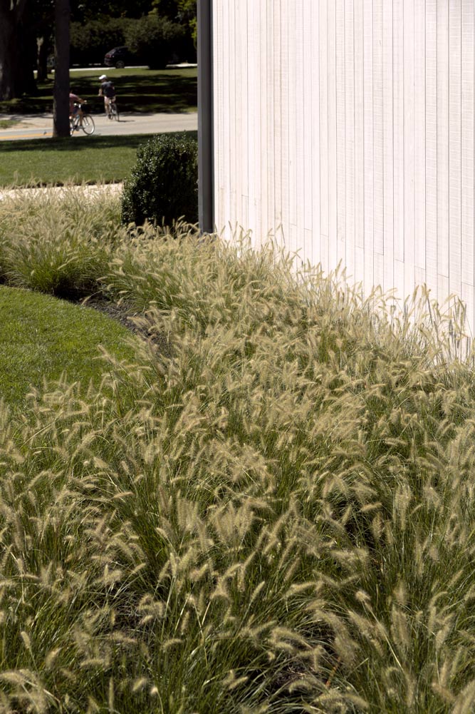 beach grass along light wood modern home facade